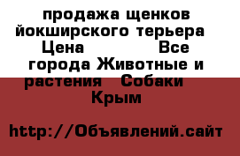 продажа щенков йокширского терьера › Цена ­ 25 000 - Все города Животные и растения » Собаки   . Крым